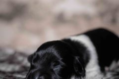 Pup 3 - Zwartje | © all rights reserved - Photo by Lisanne Bakker