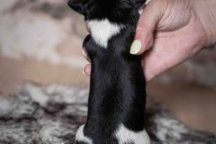 Pup 3 - Zwartje | © all rights reserved - Photo by Lisanne Bakker