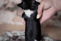 Pup 3 - Zwartje | © all rights reserved - Photo by Lisanne Bakker