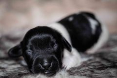 Pup 2 - Hartje | © all rights reserved - Photo by Lisanne Bakker