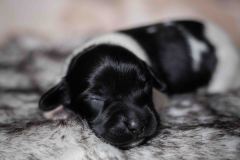 Pup 2 - Hartje | © all rights reserved - Photo by Lisanne Bakker