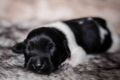 Pup 2 - Hartje | © all rights reserved - Photo by Lisanne Bakker