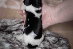 Pup 2 - Hartje | © all rights reserved - Photo by Lisanne Bakker