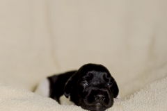 © all rights reserved - Photo by Lisanne Bakker