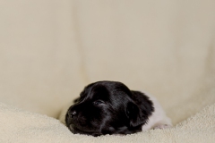 © all rights reserved - Photo by Lisanne Bakker
