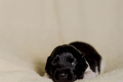 © all rights reserved - Photo by Lisanne Bakker