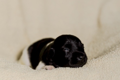 © all rights reserved - Photo by Lisanne Bakker