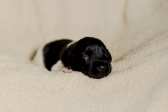 © all rights reserved - Photo by Lisanne Bakker