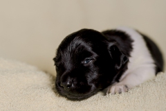 © all rights reserved - Photo by Lisanne Bakker