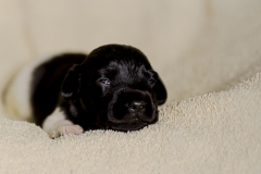 © all rights reserved - Photo by Lisanne Bakker