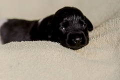 © all rights reserved - Photo by Lisanne Bakker