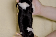 © all rights reserved - Photo by Lisanne Bakker