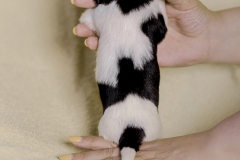 © all rights reserved - Photo by Lisanne Bakker