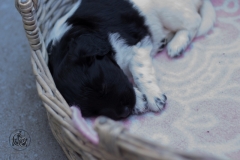 Pups-3-weken-13