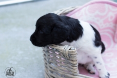 Pups-3-weken-27
