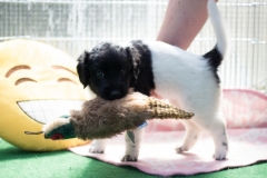 Pups-5-weken-16